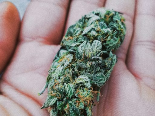 La Weed CBD : Une Expérience Naturelle Sans Effets Psychotropes